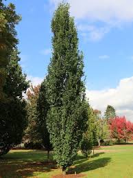 Attēlu rezultāti vaicājumam “Quercus robur”