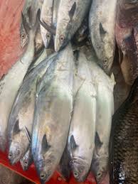 Image result for Scomberomorus maculatus