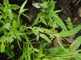 Attēlu rezultāti vaicājumam “Atriplex patula leaf”