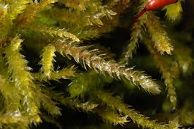 Attēlu rezultāti vaicājumam “Eurhynchium striatum”