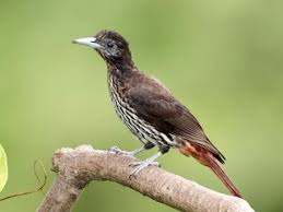 Attēlu rezultāti vaicājumam “Oriolus oriolus female”