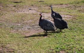 Attēlu rezultāti vaicājumam “Numida meleagris”