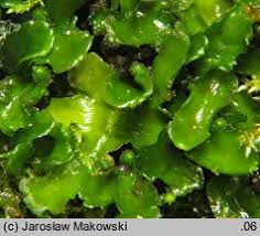 Attēlu rezultāti vaicājumam “Aneura pinguis”