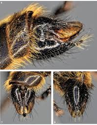 Attēlu rezultāti vaicājumam “Choerades sp.”