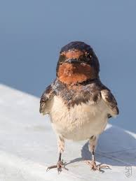 Attēlu rezultāti vaicājumam “Hirundo rustica juvenile”
