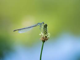 Attēlu rezultāti vaicājumam “Platycnemis pennipes female”