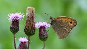 Attēlu rezultāti vaicājumam “Maniola jurtina”