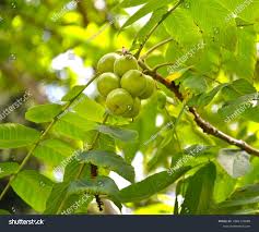 Attēlu rezultāti vaicājumam “Juglans ailanthifolia”