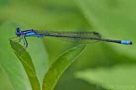 Attēlu rezultāti vaicājumam “Dianema nivale”