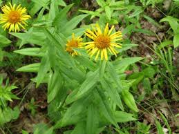 Attēlu rezultāti vaicājumam “Inula salicina bud”