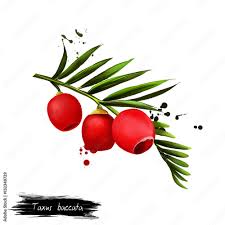 Attēlu rezultāti vaicājumam “Taxus baccata fruit”