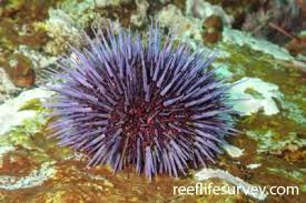Image result for Strongylocentrotus droebachiensis