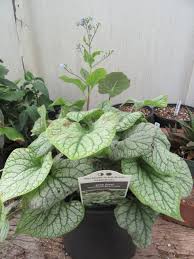 Image result for Brunnera `Jack Frost`