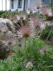Attēlu rezultāti vaicājumam “Pulsatilla patens leaf”