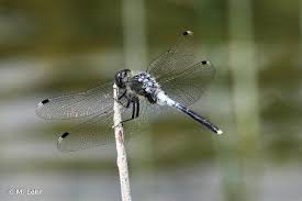 Attēlu rezultāti vaicājumam “Leucorrhinia albifrons”