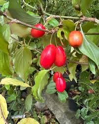 Attēlu rezultāti vaicājumam “Cornus mas fruit”