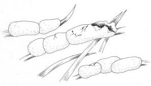 Attēlu rezultāti vaicājumam “Diderma globosum spores”