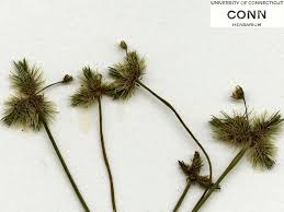 Attēlu rezultāti vaicājumam “Sanicula europaea fruit”