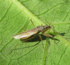 Attēlu rezultāti vaicājumam “Nabidae”