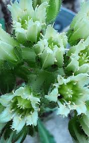 Attēlu rezultāti vaicājumam “Jovibarba globifera bud”