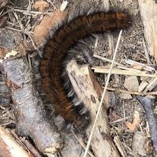 Attēlu rezultāti vaicājumam “Macrothylacia rubi”