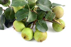 Attēlu rezultāti vaicājumam “Pyrus pyraster fruit”