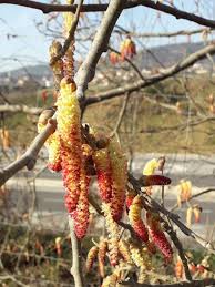 Attēlu rezultāti vaicājumam “Populus nigra”