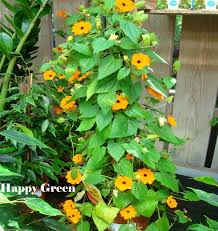 Image result for Thunbergia alata