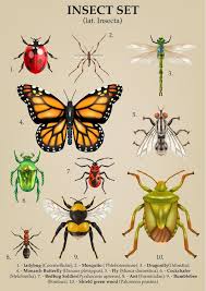 Attēlu rezultāti vaicājumam “Insecta”