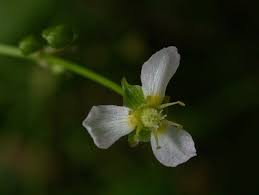 Attēlu rezultāti vaicājumam “Alisma plantago-aquatica flower”