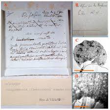 Attēlu rezultāti vaicājumam “Jungermannia hyalina cells”