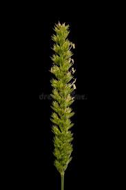 Attēlu rezultāti vaicājumam “Cynosurus cristatus flower”