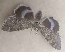 Attēlu rezultāti vaicājumam “Catocala fraxini”