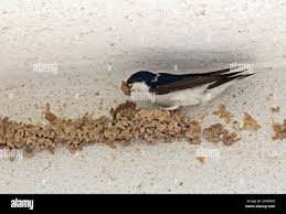 Attēlu rezultāti vaicājumam “Delichon urbicum adult”