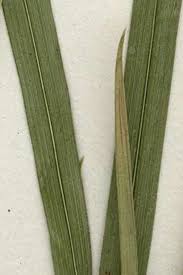 Attēlu rezultāti vaicājumam “Alopecurus pratensis fruit”