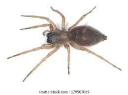 Attēlu rezultāti vaicājumam “Gnaphosidae”