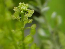 Attēlu rezultāti vaicājumam “Lepidium densiflorum bud”