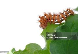 Attēlu rezultāti vaicājumam “Acronicta rumicis larva”