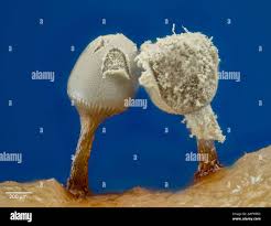 Attēlu rezultāti vaicājumam “Heterotrichia pomiformis (syn. Arcyria pomiformis) spores”