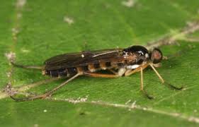 Attēlu rezultāti vaicājumam “Xylophagidae”