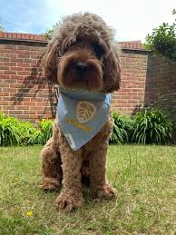 Image result for Leeds Mad Dogs