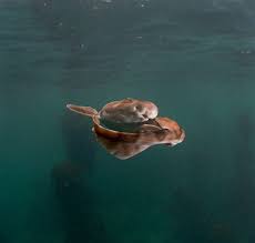 Image result for Haploblepharus pictus