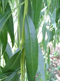 Attēlu rezultāti vaicājumam “Salix alba var. sericea”