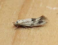 Attēlu rezultāti vaicājumam “Elachista maculicerusella”