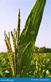 Attēlu rezultāti vaicājumam “Zea mays male flower”