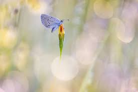 Attēlu rezultāti vaicājumam “Cyaniris semiargus”