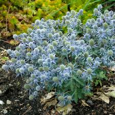 Image result for Eryngium `Blue Hobbit`