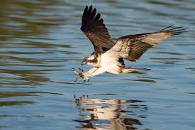 Image result for Pandion haliaetus