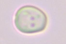 Attēlu rezultāti vaicājumam “Perenniporia medulla-panis”