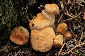 Attēlu rezultāti vaicājumam “Hydnum sp.”